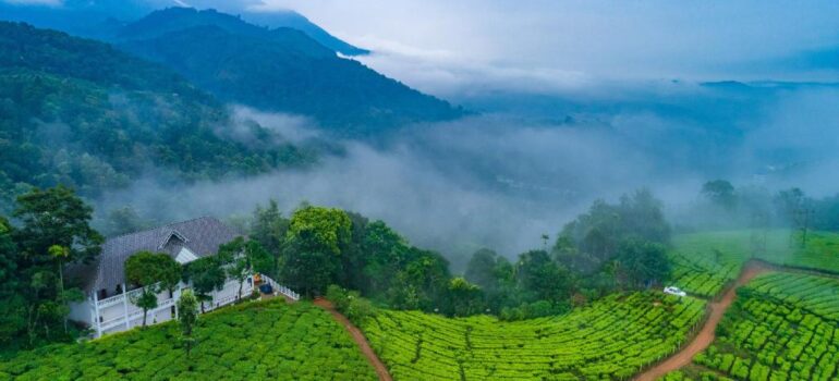 Munnar plantations, lush green